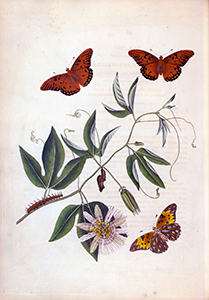 John Abbot, “Great American Fritillary" (1797)